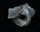 Theropod Dinosaur Toe Bone - Two Medicine Formation #3841-2